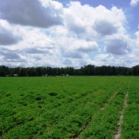 Rad Denmark Farm - Tract 3 images 6