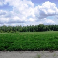 Rad Denmark Farm images 5