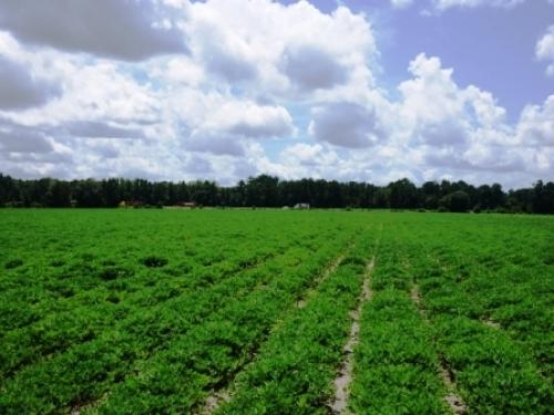 Rad Denmark Farm - Tract 2 featured image