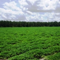 Rad Denmark Farm - Tract 2 images 4