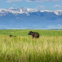 Mountain Gate Ranch images 2
