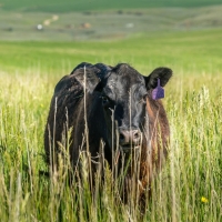 Mountain Gate Ranch images 3