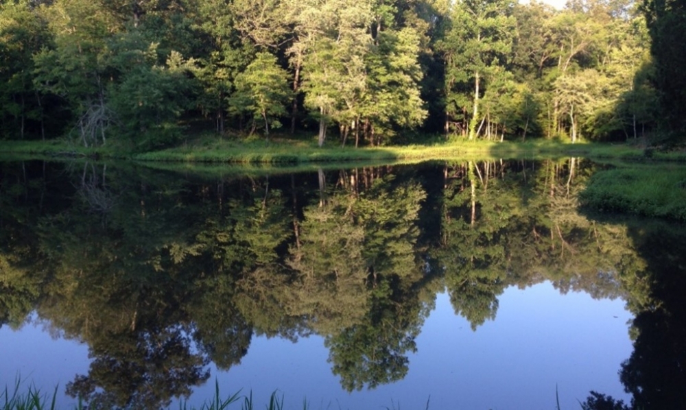 19.27 Acres in Pontotoc County in Pontotoc MS featured image