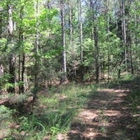 19.27 Acres in Pontotoc County in Pontotoc MS images 3