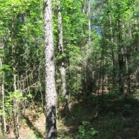 19.27 Acres in Pontotoc County in Pontotoc MS images 4