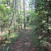 19.27 Acres in Pontotoc County in Pontotoc MS images 5