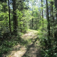 19.27 Acres in Pontotoc County in Pontotoc MS images 6
