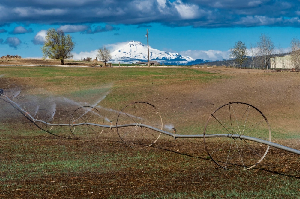 Greens Feedlot featured image