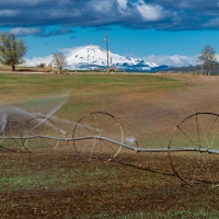 Greens Feedlot