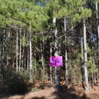 256 Acres Hopewell Forest images 3