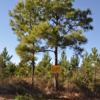 256 Acres Hopewell Forest images 6