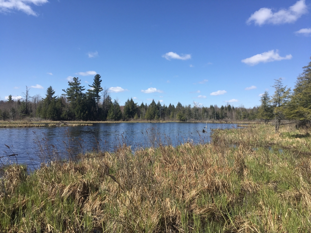 90 acre Prime Adirondack Hunting Land Hopkinton NY featured image