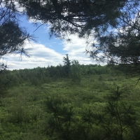 90 acre Prime Adirondack Hunting Land Hopkinton NY images 2