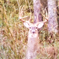 120 - Secluded Acres GREAT HUNTING with Brick Home images 3