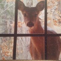 120 - Secluded Acres GREAT HUNTING with Brick Home images 2