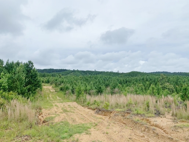 20 Acres MS Timberland Hunting Property for Sale SW MS featured image
