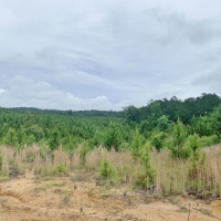 20 Acres MS Timberland Hunting Property for Sale SW MS images 2