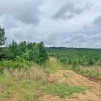 20 Acres MS Timberland Hunting Property for Sale SW MS images 3