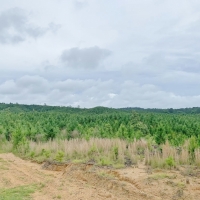 20 Acres MS Timberland Hunting Property for Sale SW MS images 4