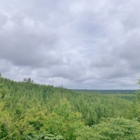 20 Acres MS Timberland Hunting Property for Sale SW MS images 6
