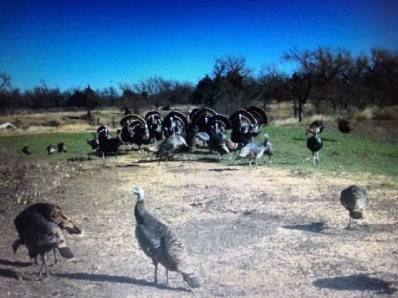 OK - Ellis Brown Rolfe 463 acres - featured image