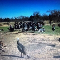 OK - Ellis Brown Rolfe 463 acres -