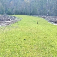 125 Acres Timberland Bordering National Forest Amite Co MS images 2