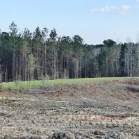 125 Acres Timberland Bordering National Forest Amite Co MS images 4