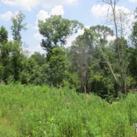 LA - Catahoula Wilson 150 acres - images 2