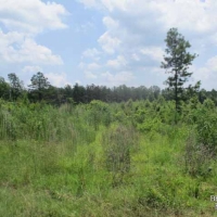 LA - Catahoula Wilson 150 acres - images 3