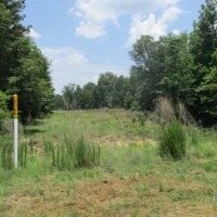 LA - Catahoula Wilson 150 acres - images 5