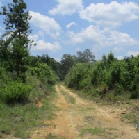 LA - Catahoula Wilson 150 acres - images 6