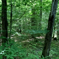 27 acre Year-Round Cabin Redfield NY images 3