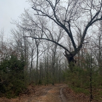 ACREAGE FOR SALE IN ASH FLAT ARKANSAS images 3
