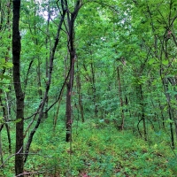 30 - Acres - 65501 E. 155th Road Wyandotte OK 74370