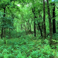 30 - Acres - 65501 E. 155th Road Wyandotte OK 74370 images 3