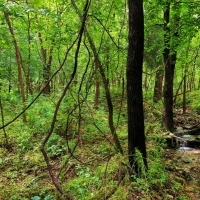 30 - Acres - 65501 E. 155th Road Wyandotte OK 74370 images 6