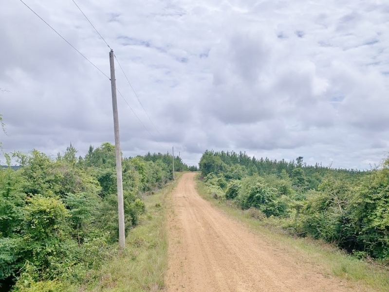 316 Acres MS Timberland Investment Property for Sale SW MS featured image
