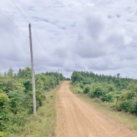 316 Acres MS Timberland Investment Property for Sale SW MS