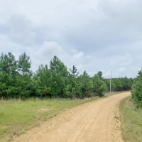 316 Acres MS Timberland Investment Property for Sale SW MS images 2