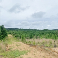 316 Acres MS Timberland Investment Property for Sale SW MS images 6