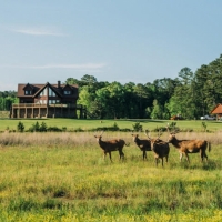 High Fence Hunting Ranch with Log Lodge images 4