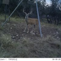 Schleicher County - Deer Lease with 4 open spots