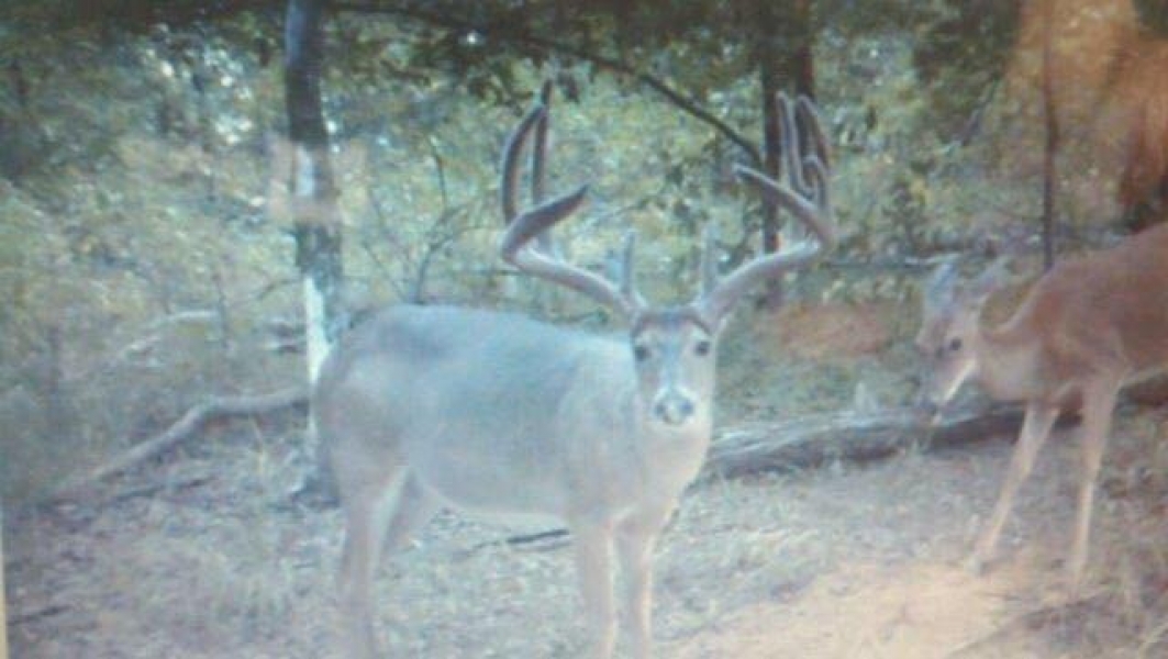 MS Jefferson Southside Land Co. 2 of 24 Shares in 4200 ac Hunting