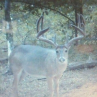 MS - Jefferson Southside Land Co. 2 of 24 Shares in 4200 ac -