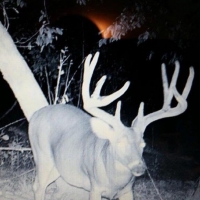 MS - Jefferson Southside Land Co. 2 of 24 Shares in 4200 ac - images 3