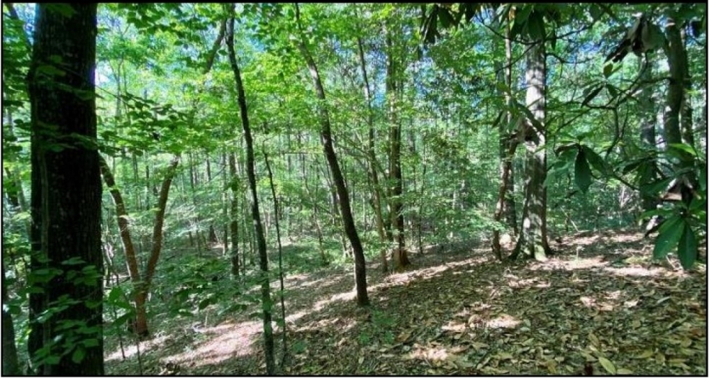 36 Acres in Simpson County in Mendenhall MS featured image