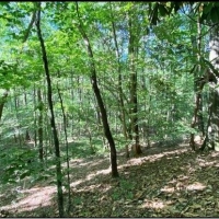36 Acres in Simpson County in Mendenhall MS