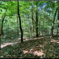 36 Acres in Simpson County in Mendenhall MS images 3