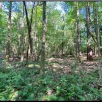 36 Acres in Simpson County in Mendenhall MS images 4